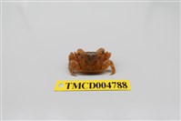 藏品(方形大額蟹)的圖片